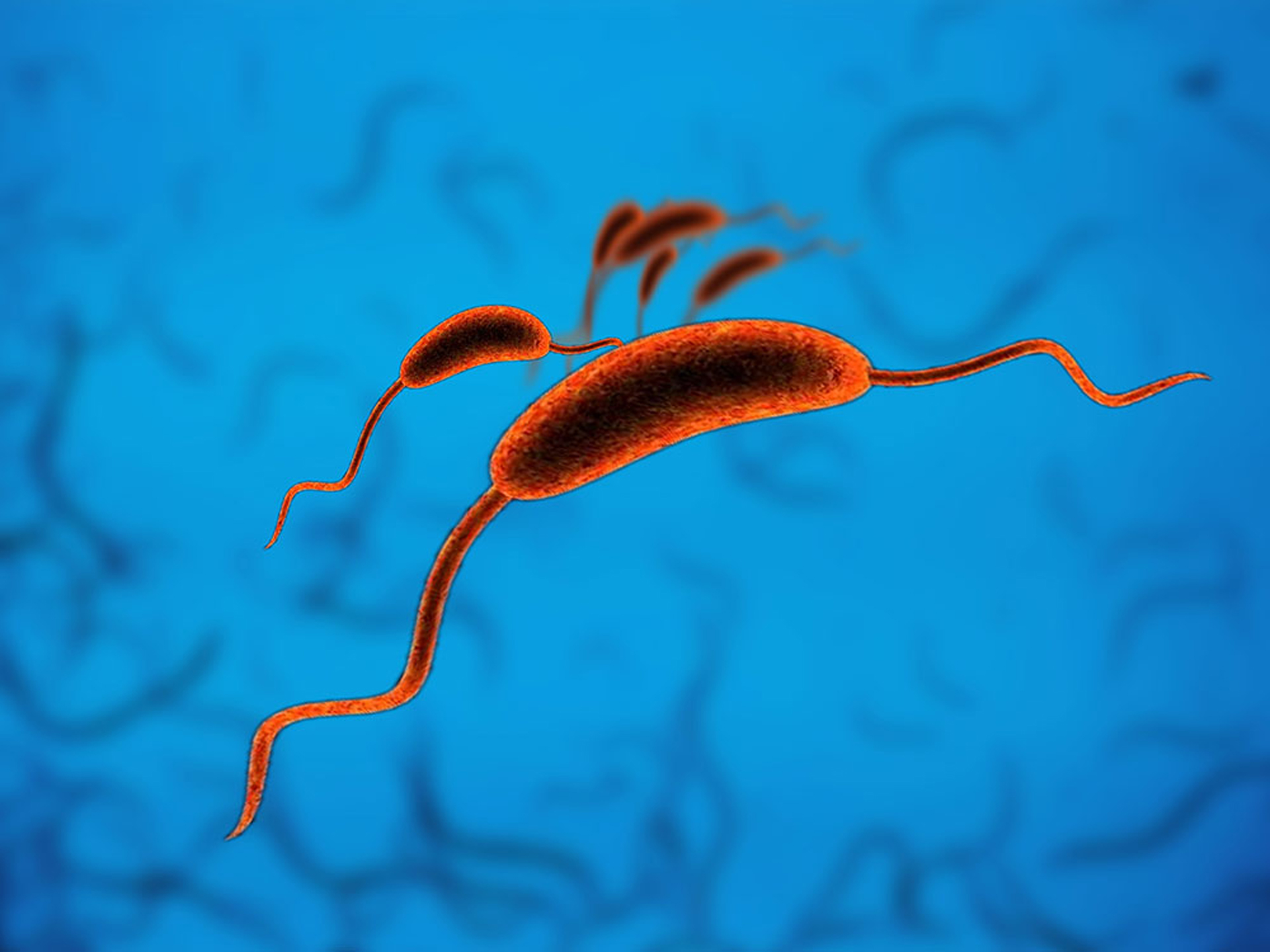   Dictyoglomi